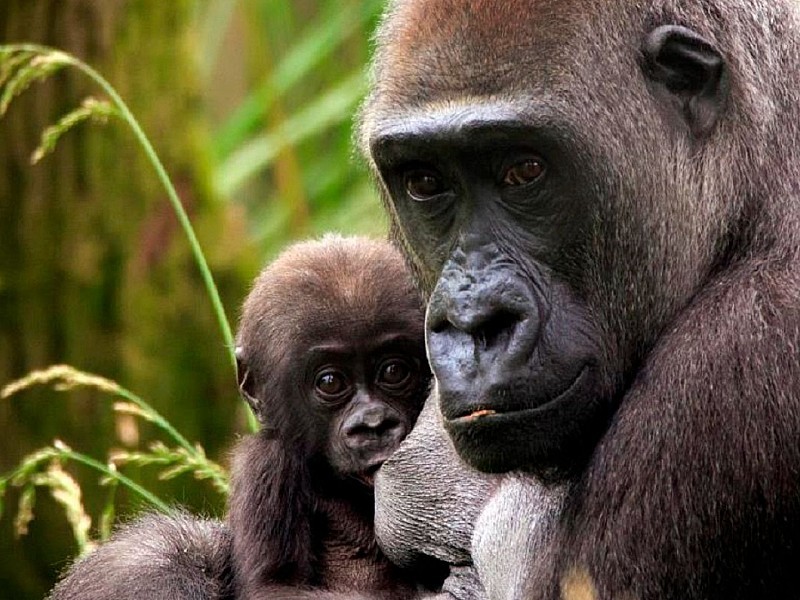 London Zoo